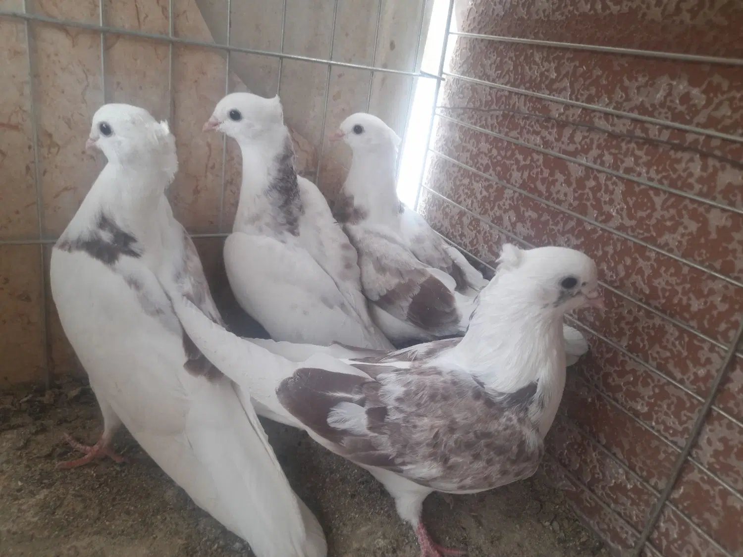 ۸۰۰ تومان|پرنده|اردکان, |دیوار
