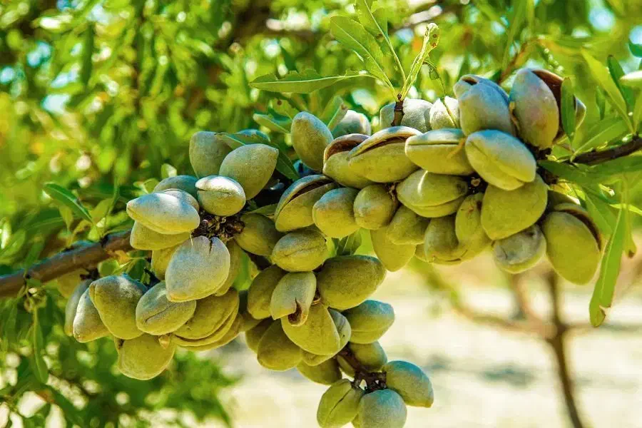 نهالستان  ، درخت کم آب ، نهال گلخانه در مشهد|خدمات باغبانی و درختکاری|مشهد, خواجه ربیع|دیوار