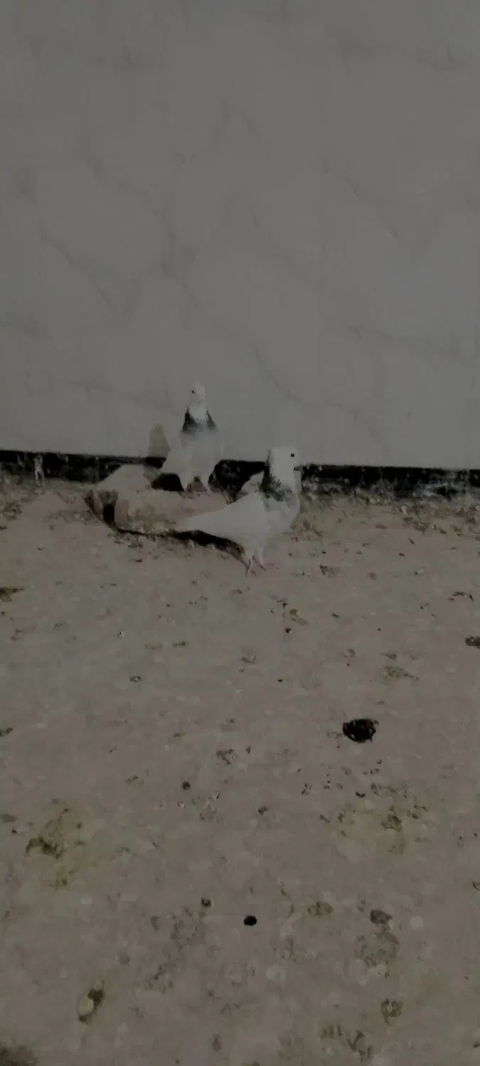 طوقی ابی|پرنده|تربت جام, جامرود|دیوار