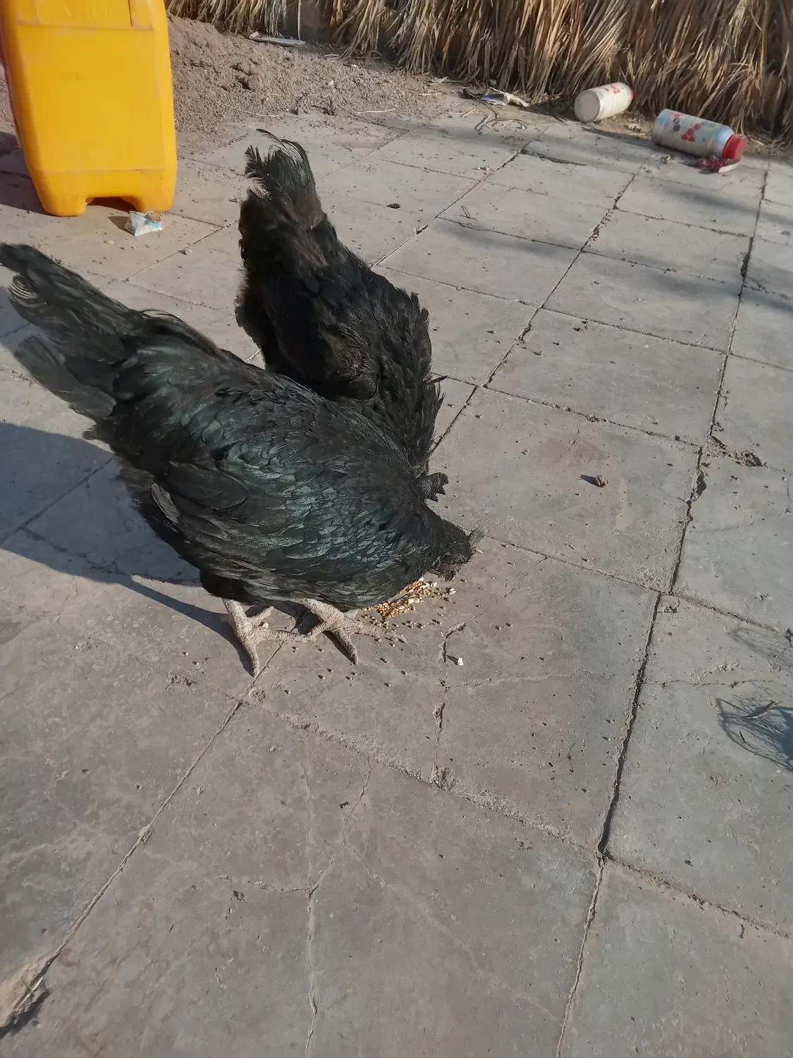 2عددمرغ ایام سمانی.تخم گذاز.|حیوانات مزرعه|رفسنجان, |دیوار