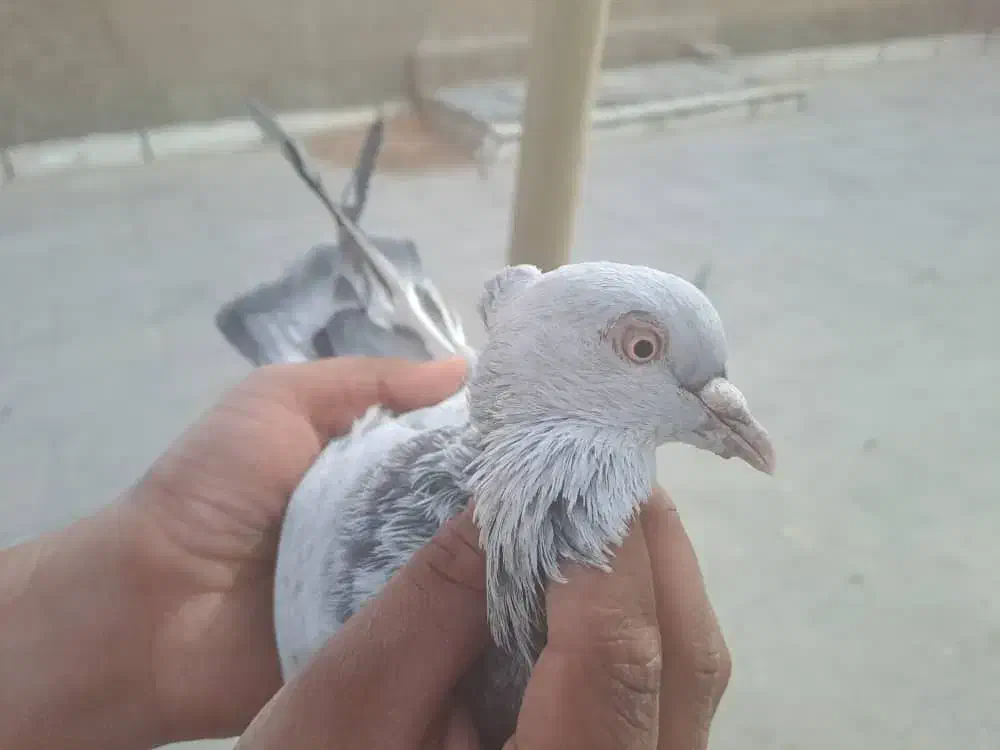 کبوتر|پرنده|شیراز, درکی|دیوار