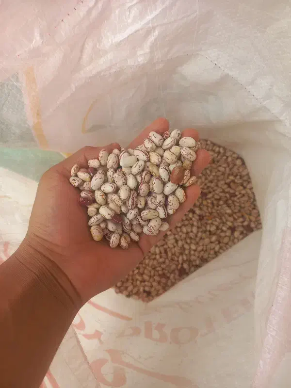 لوبیا چیتی|خوردنی و آشامیدنی|محمدیه-قزوین, |دیوار