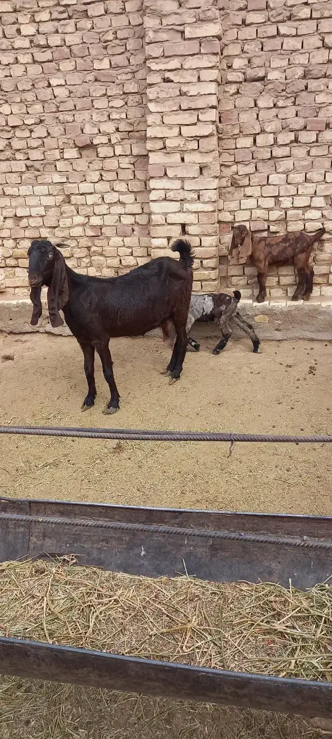 بز پاکستانی زاییده|حیوانات مزرعه|یزد, |دیوار