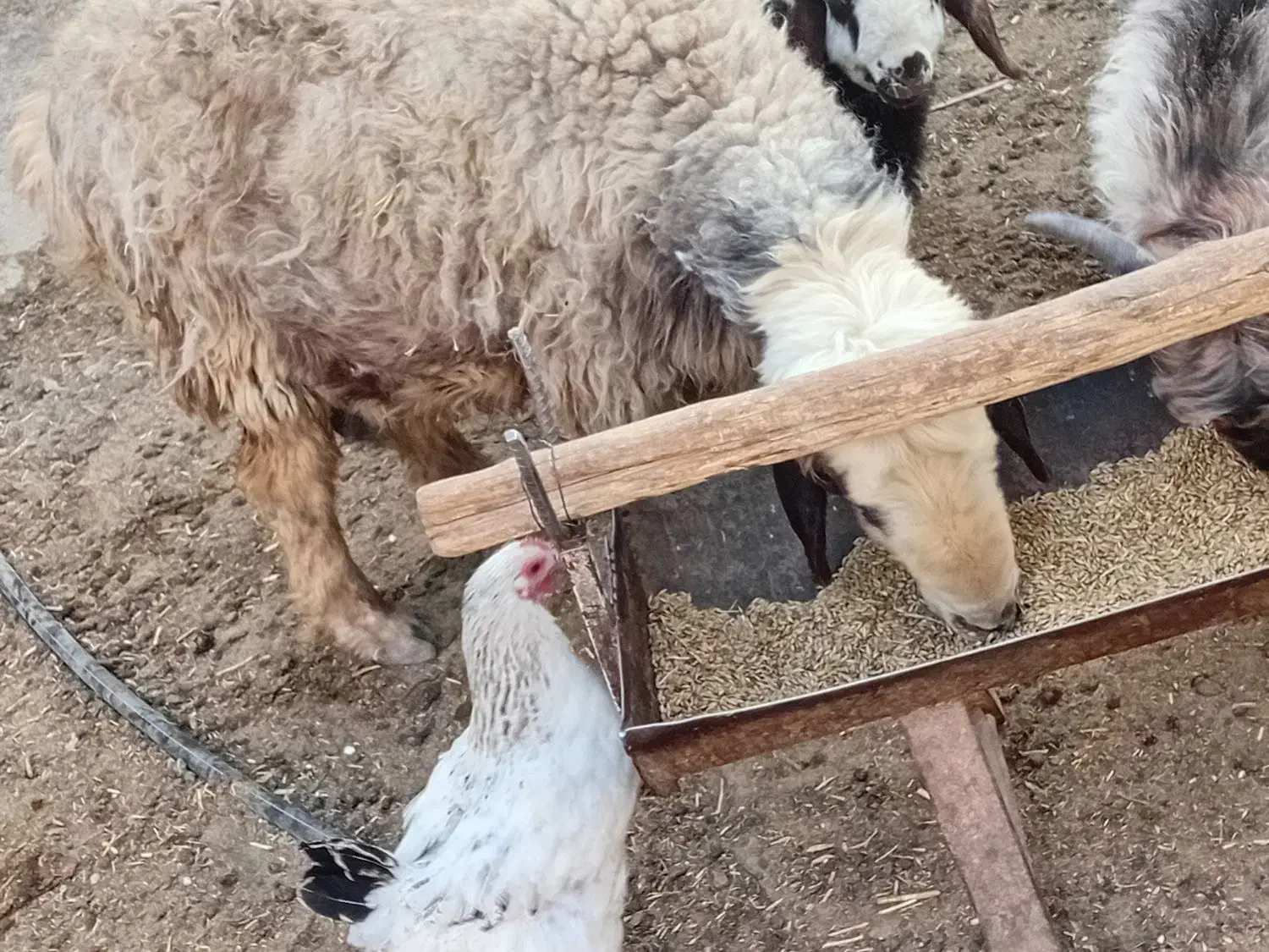 بره شیری|حیوانات مزرعه|مرودشت, ثبت احوال|دیوار