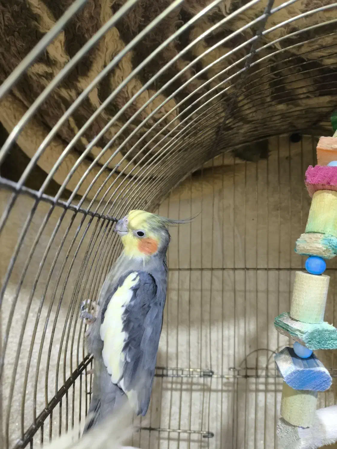 عروس هلندی|پرنده|بندر امام خمینی, |دیوار