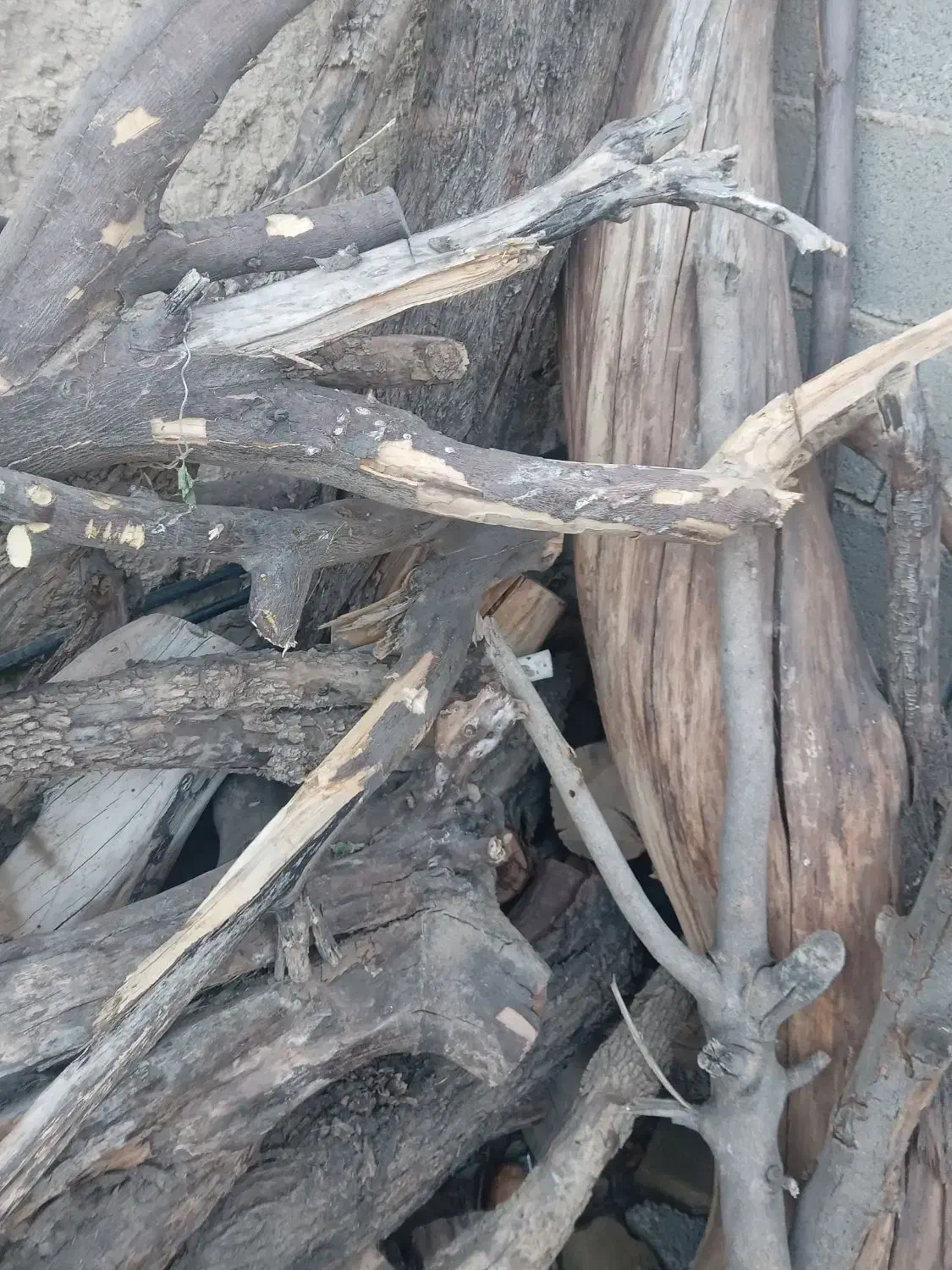 خرید چوب مرکبات وهرس وبرش هر نوع درختی بجز جنگلی|خدمات باغبانی و درختکاری|کازرون, |دیوار