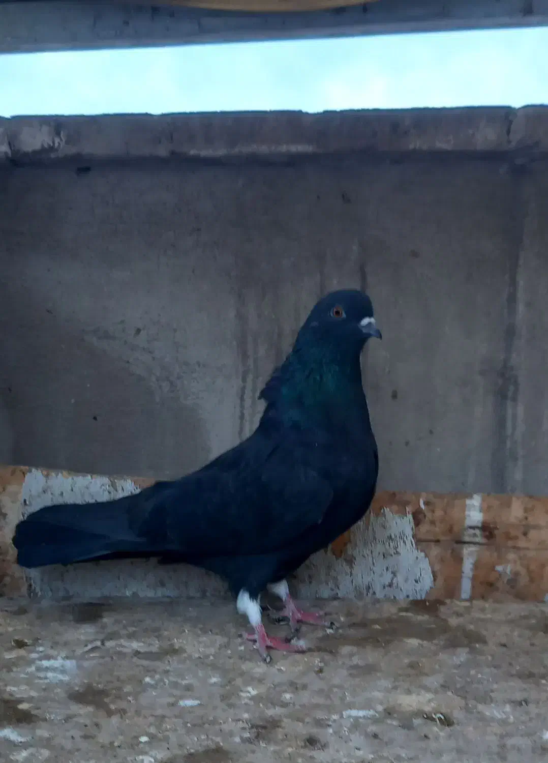 کفتر دوتا زاغ زغالی|پرنده|ری, سرتخت|دیوار