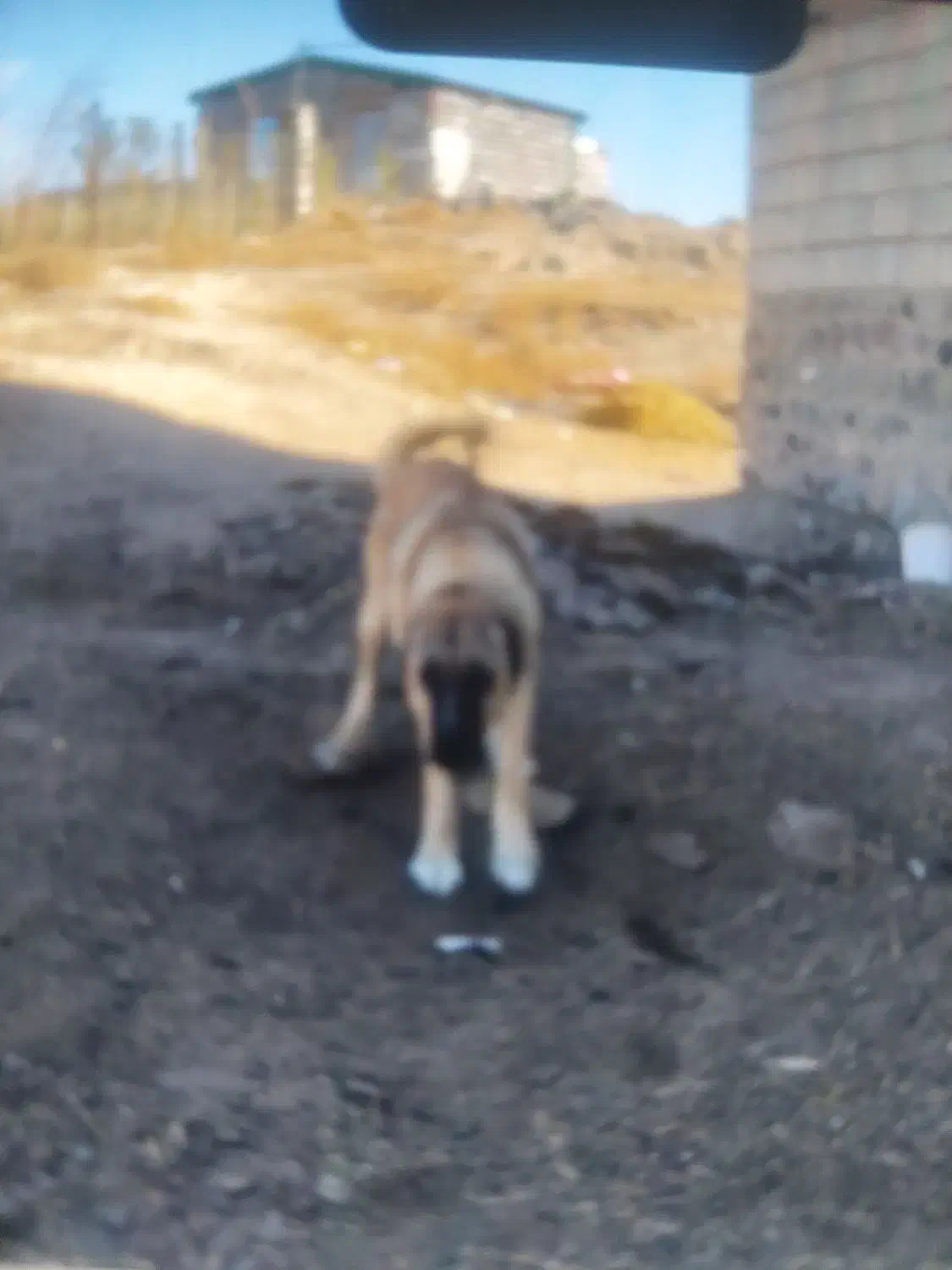 واگذاری|سگ|مشگین شهر, |دیوار