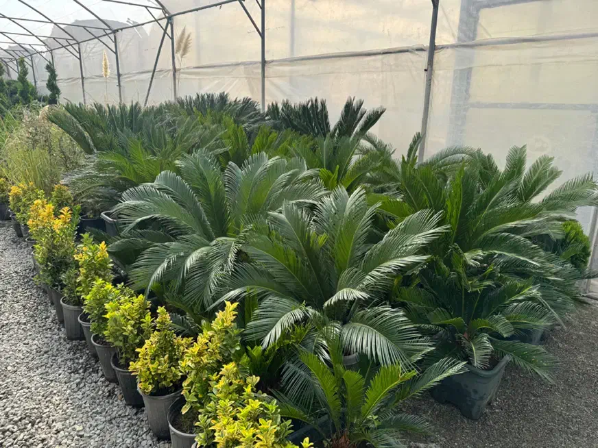 طراحی و اجرا گل و گیاه فضای باز|گل و گیاه طبیعی|ملارد, |دیوار