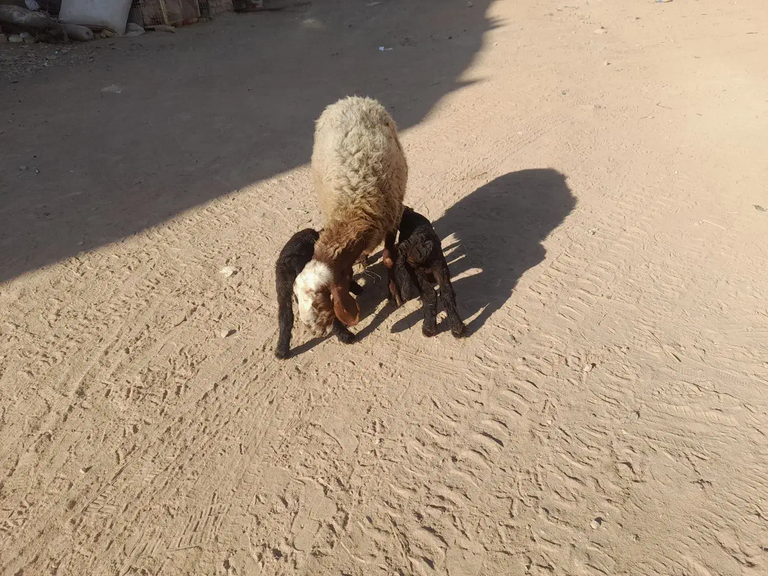بره ی نر|حیوانات مزرعه|کوهدشت, |دیوار