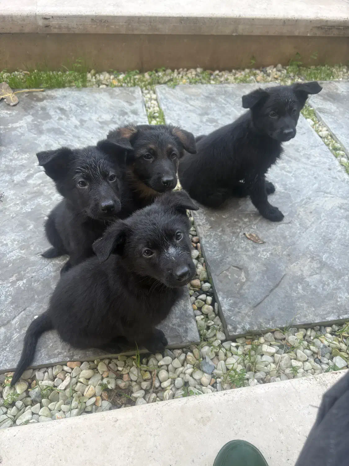 ژرمن بلک|سگ|قائمشهر, |دیوار