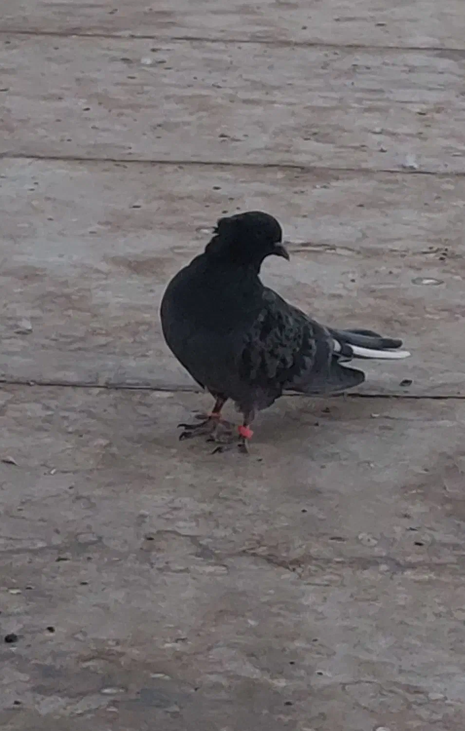 کبوتر گمشده|حیوانات|قم, علی آباد سعدگان|دیوار