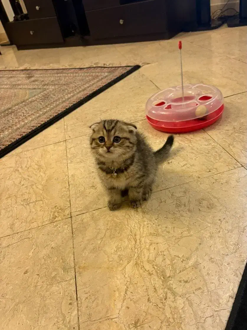 گربه های اسکاتیش‌و‌بریتیش|گربه|سنندج, |دیوار