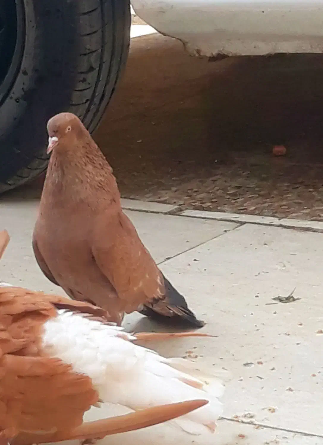 فروش تاپ پرتقالی یتیکه|پرنده|کارون, |دیوار