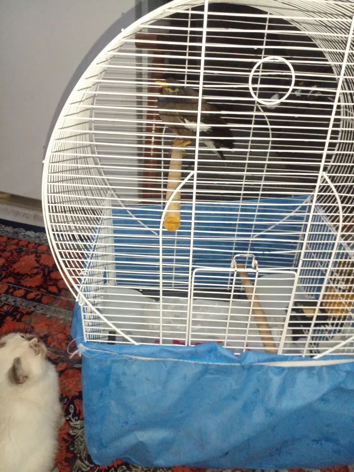 فروش مینا|پرنده|تهران, هاشمی|دیوار