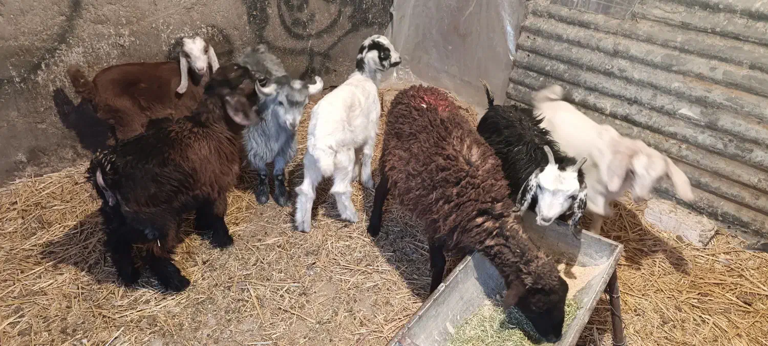 بره و بزغاله|حیوانات مزرعه|جعفرآباد, |دیوار