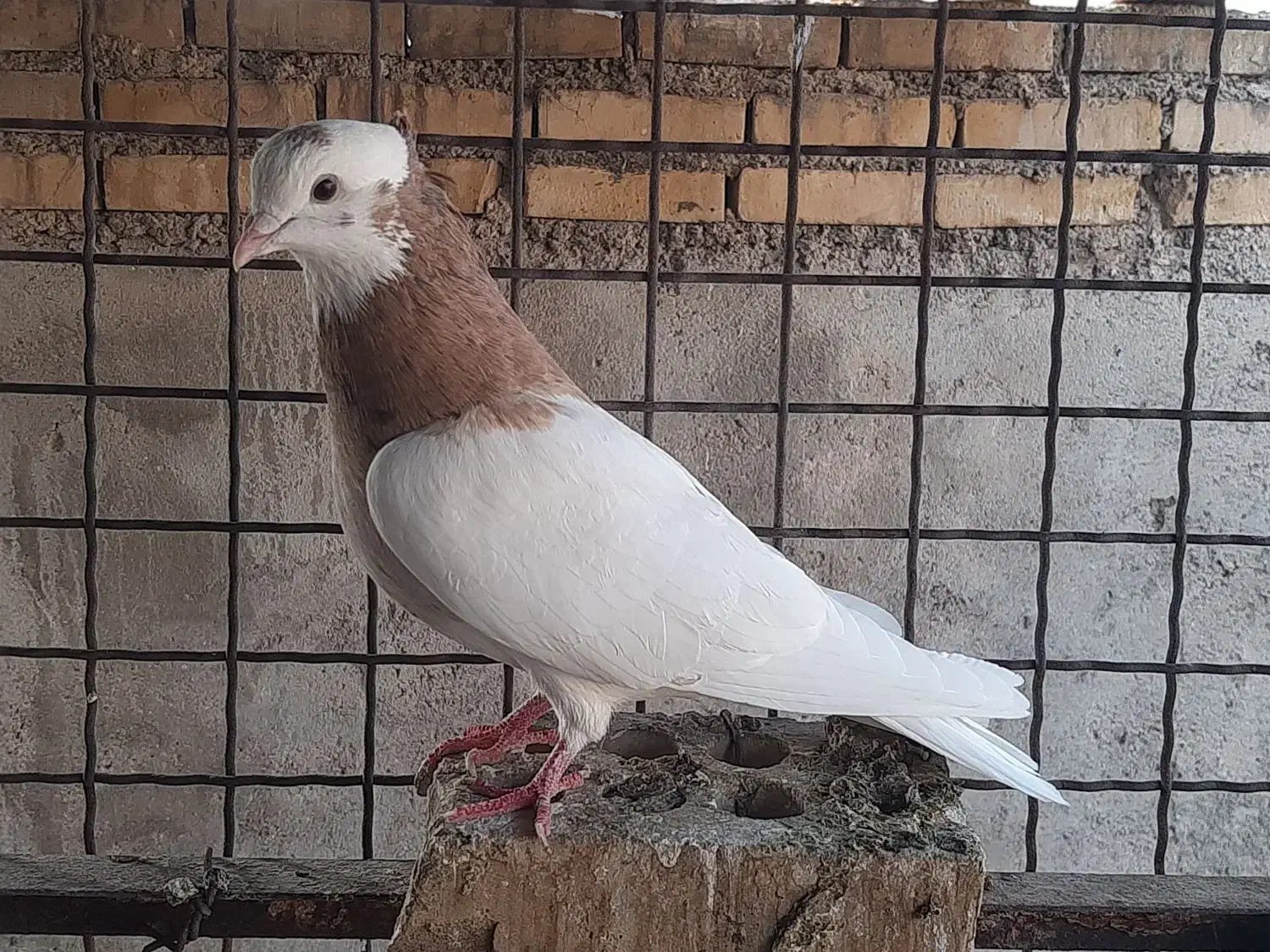 کبوتر رنگی و دورگ|پرنده|باوی, |دیوار