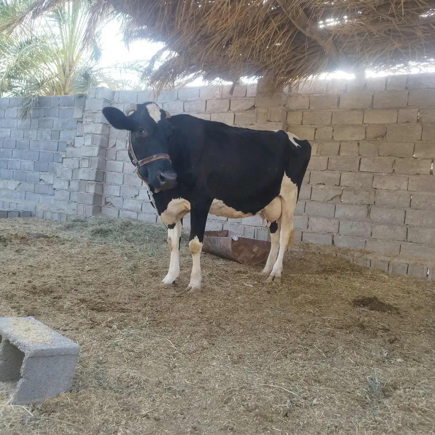 گاو آمریکایی شیری جوان مالداری|حیوانات مزرعه|ایرانشهر, |دیوار