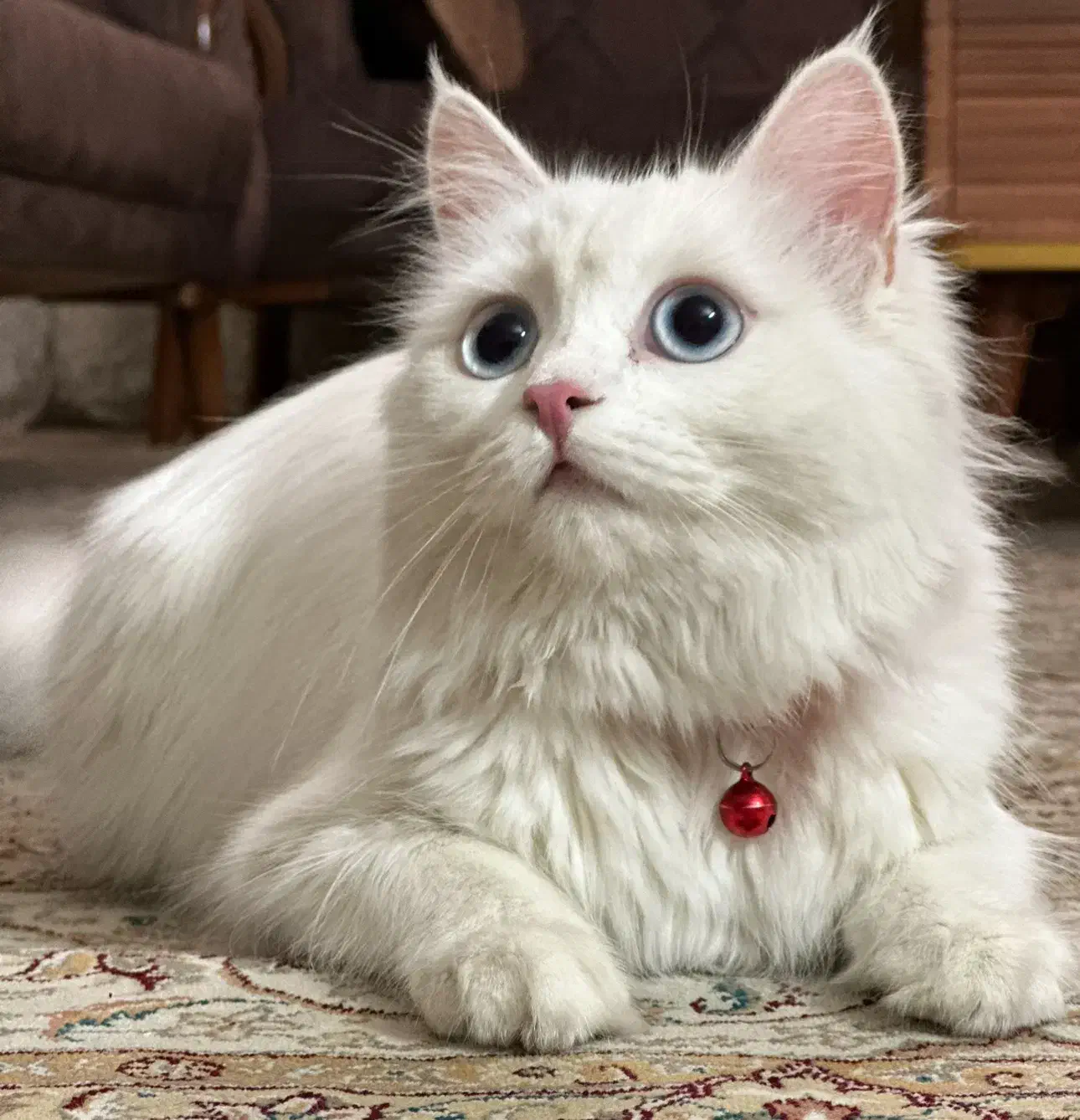 گربه پرشین اصیل چشم ابی|گربه|قزوین, |دیوار