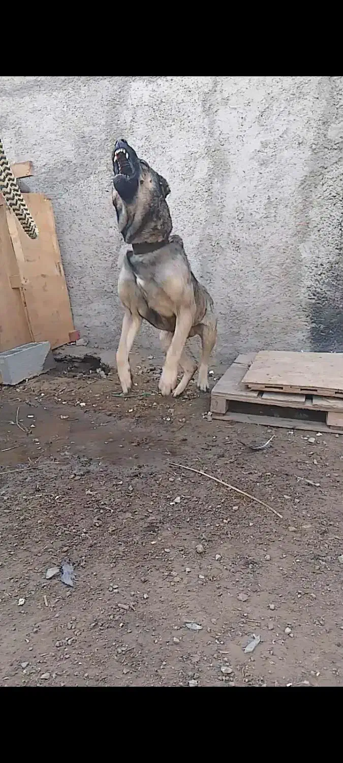 سگ سرابی نگهبان باغ ویلا|سگ|کرج, کمالشهر|دیوار