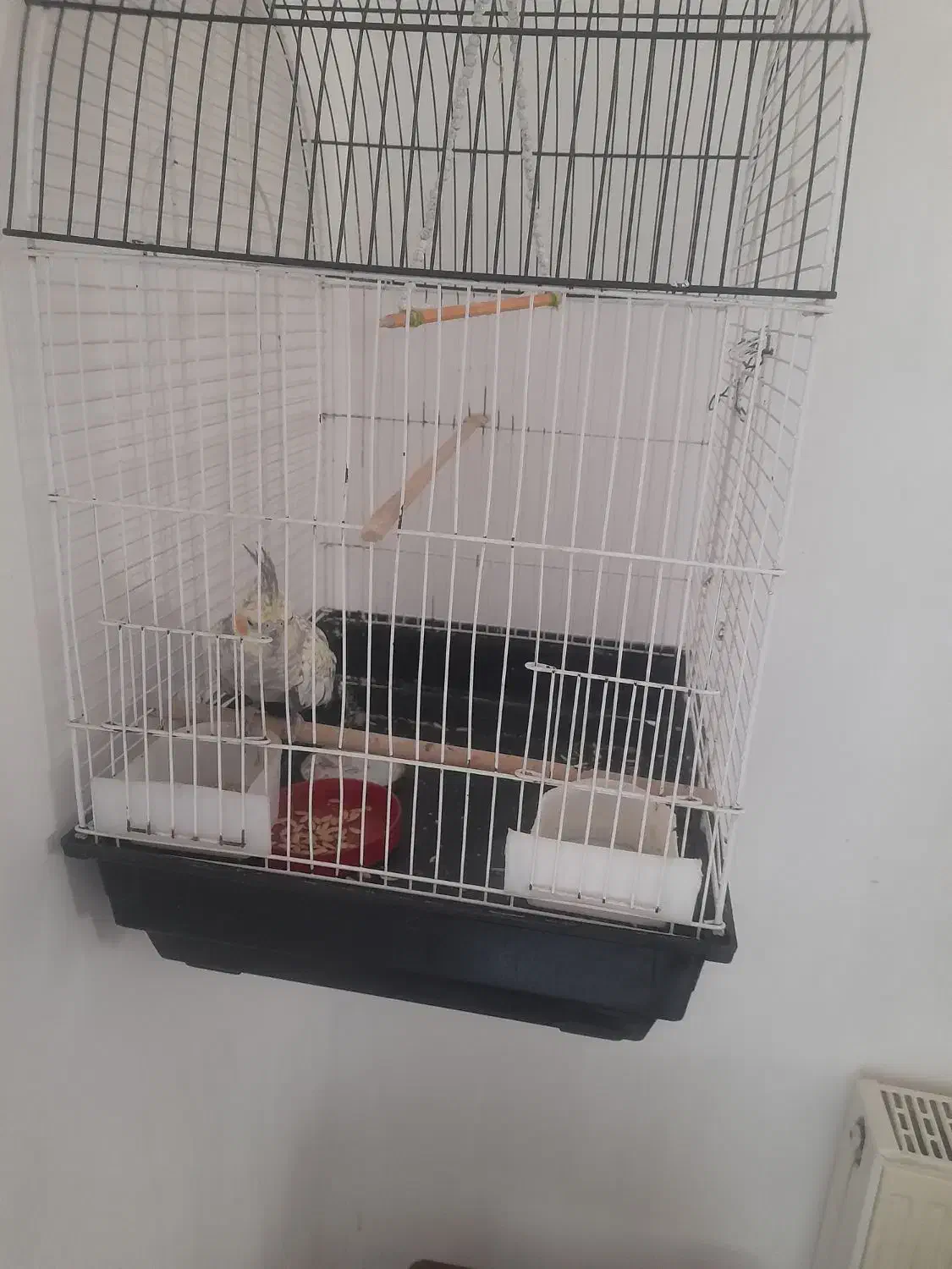 عروس هلندی با قفس|پرنده|شاهین‌شهر, گرگاب|دیوار