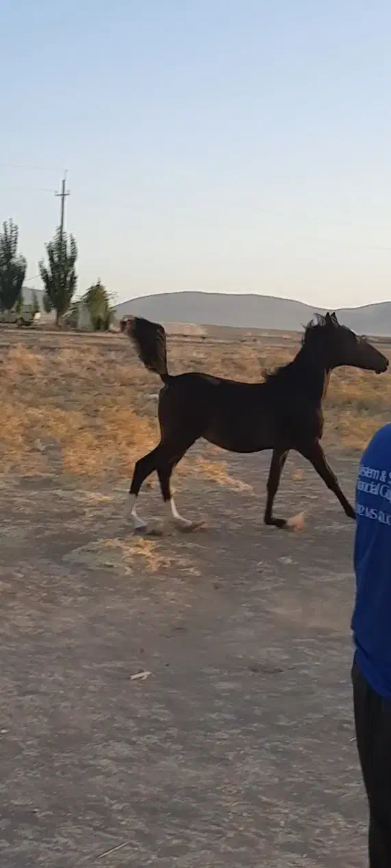 کره مادیان کرد|اسب و تجهیزات اسب‌سواری|ماهیدشت, |دیوار