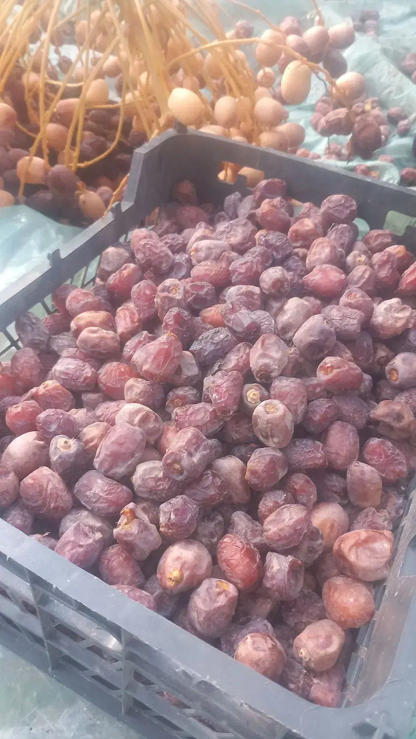 خرما مرداسنگ و مضافتی|خوردنی و آشامیدنی|بلوک, |دیوار