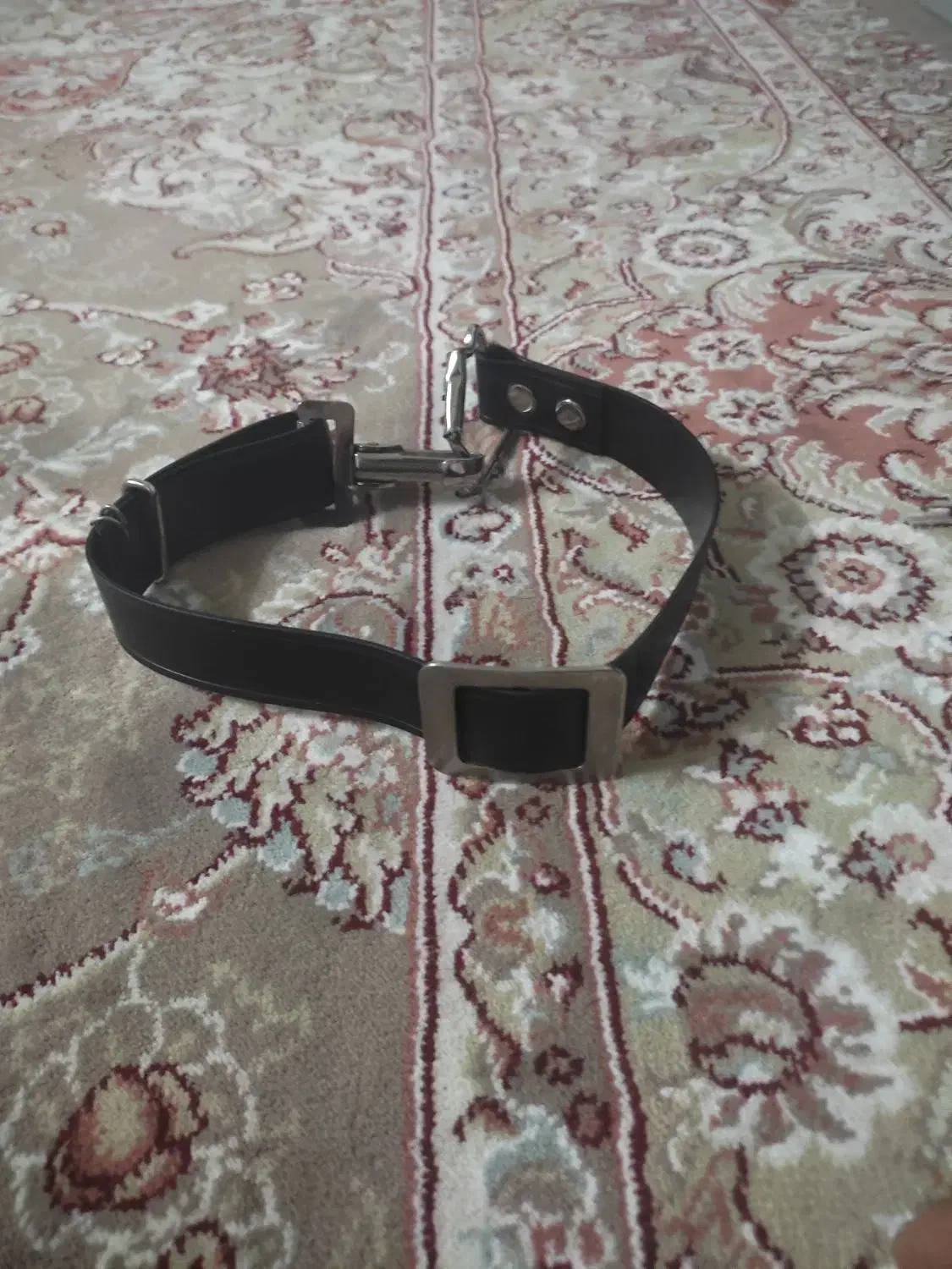 قلاده سگ|لوازم جانبی حیوانات|بروجرد, |دیوار