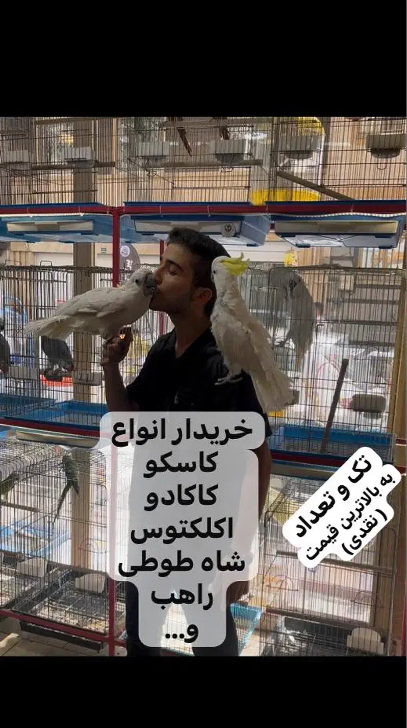 کاکادو کاسکو آرا ماکائو شاه طوطی راهب ملنگواکلکتوس|پرنده|تهران, جیحون|دیوار