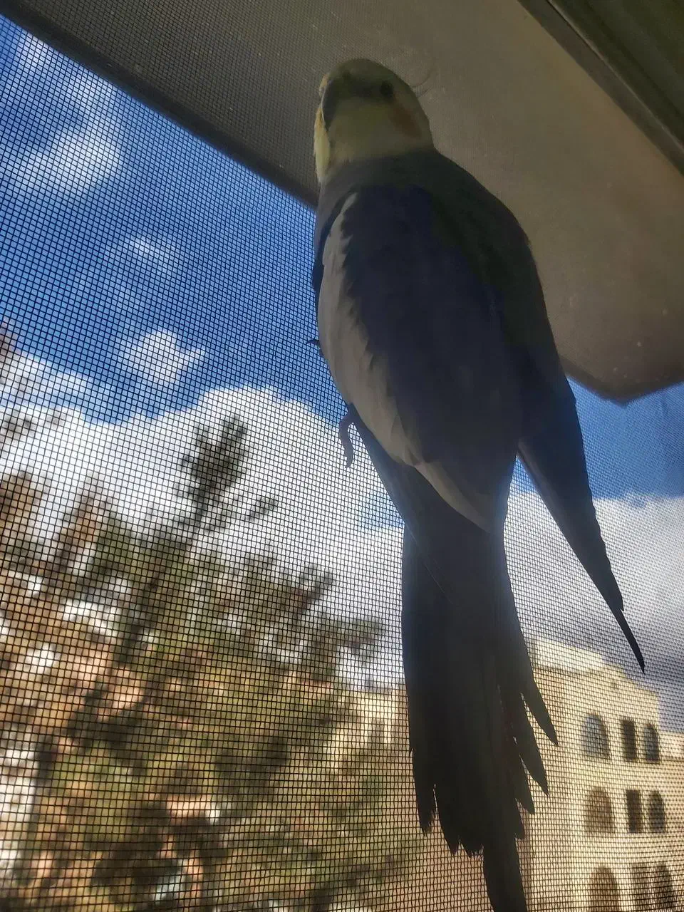 گمشده|حیوانات|اصفهان, شهرک کوثر|دیوار