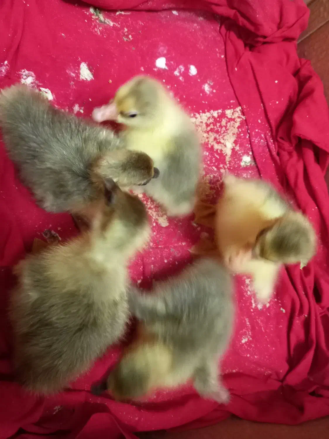 جوجه غاز محلی ۲ روزه|حیوانات مزرعه|قائم‌شهر, |دیوار