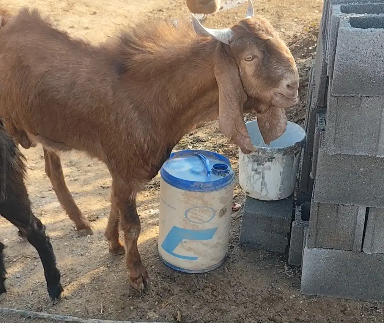 کهره چکل بذری پاکستانی|حیوانات مزرعه|ششده و قره بلاغ, |دیوار