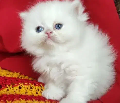 بریتیش پرشین سفید چشم آبی قطعی|گربه|قم, زنبیل آباد|دیوار