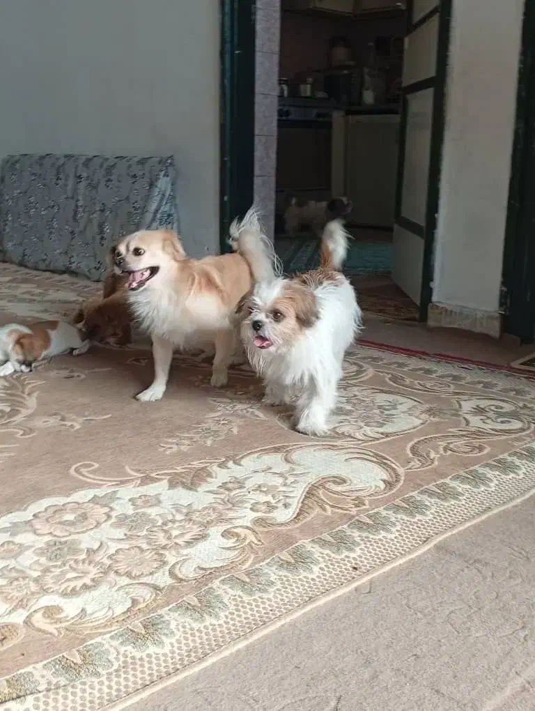 توله سگ فروشی|سگ|گنبد کاووس, |دیوار