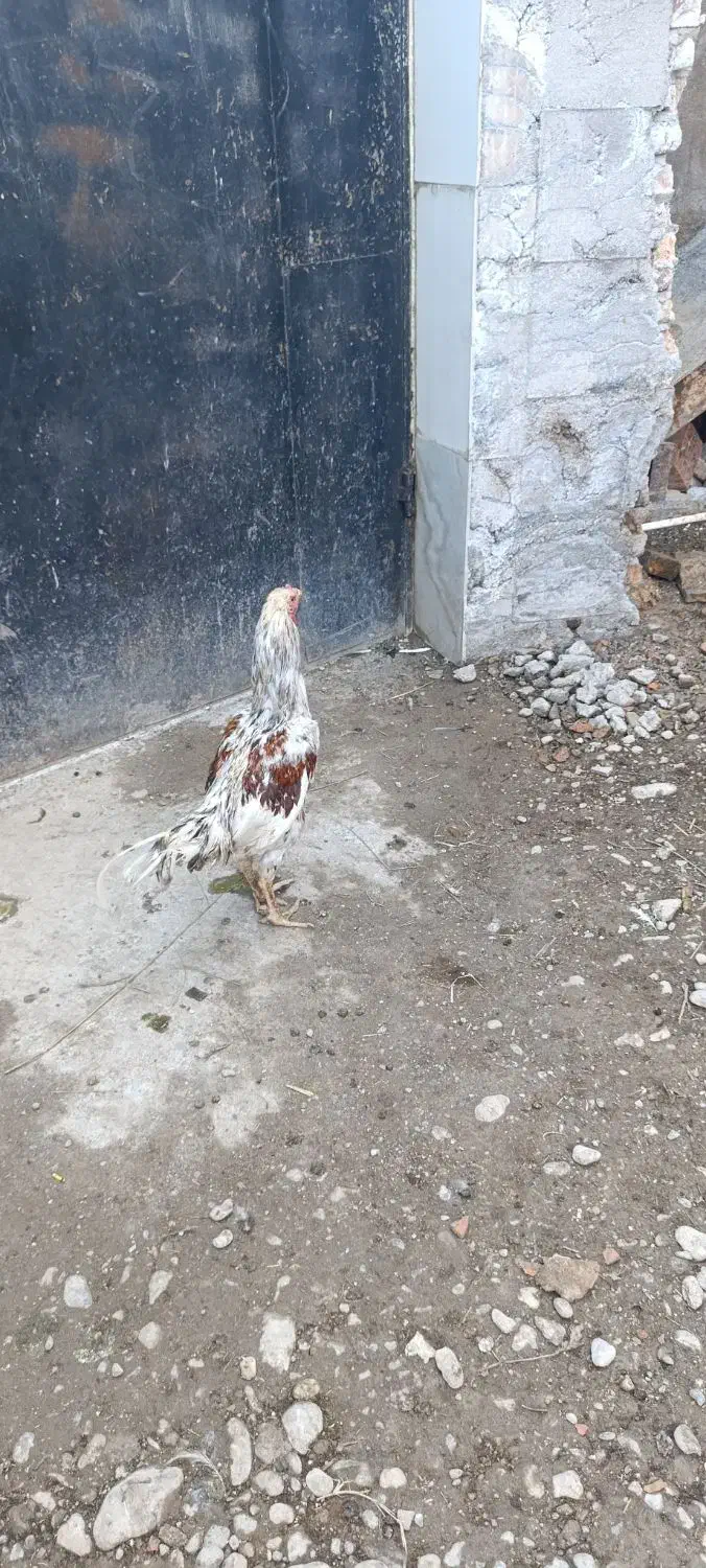 فروش مرغ خروس لاری طوس مرغ چیل|حیوانات مزرعه|علی‌آباد کتول, |دیوار