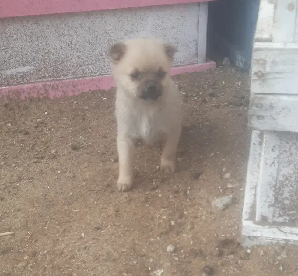 پاکوتاه ماده|سگ|خزل, |دیوار