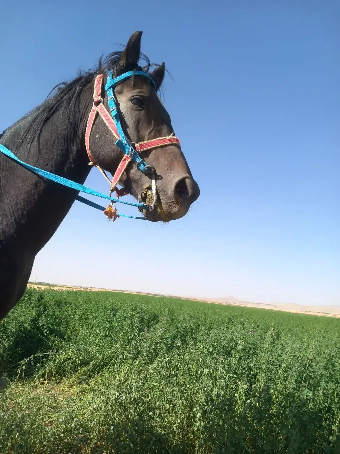 اسب سواری|اسب و تجهیزات اسب‌سواری|سردرود, |دیوار