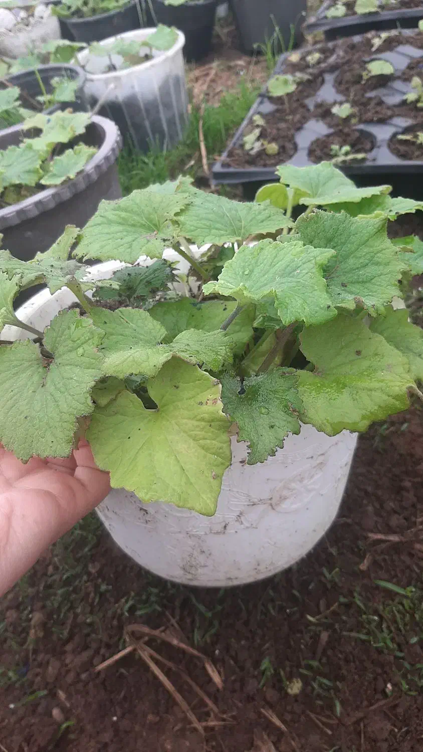 گل سینره|گل و گیاه طبیعی|تالش, جوکندان|دیوار