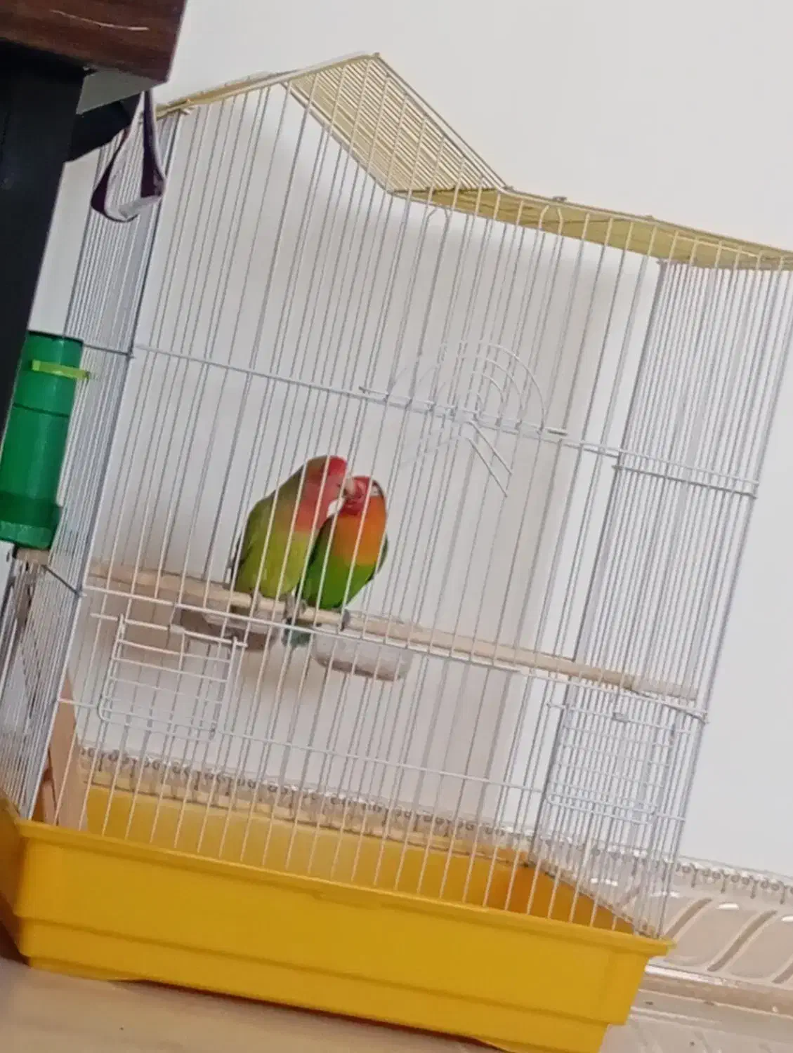 طوطی برزیلی|پرنده|مریوان, |دیوار