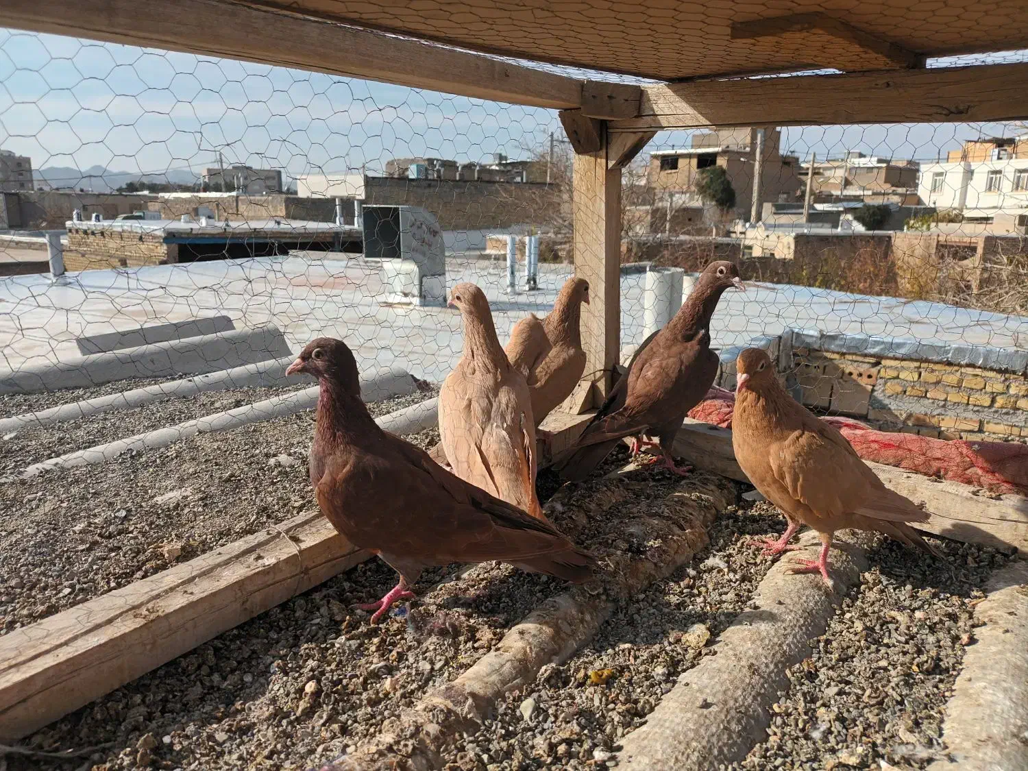 اوقون ترک زرد کرمونی وسرخ و زرده کرمونی|پرنده|تربتحیدریه, ۴۵ متری|دیوار