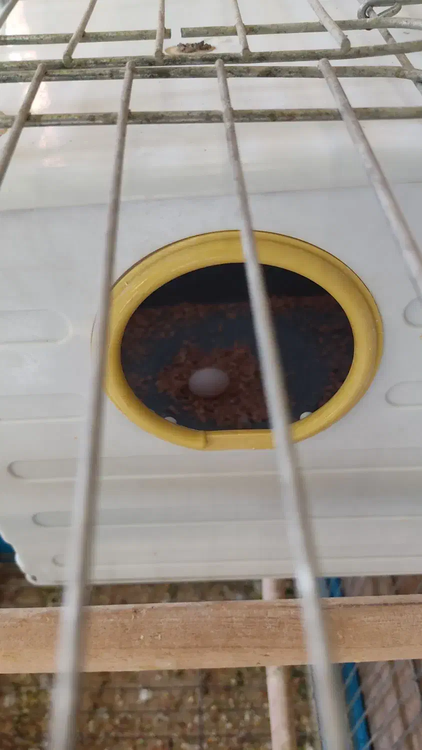 یک جفت عروس هلندی|پرنده|خرمشهر, |دیوار