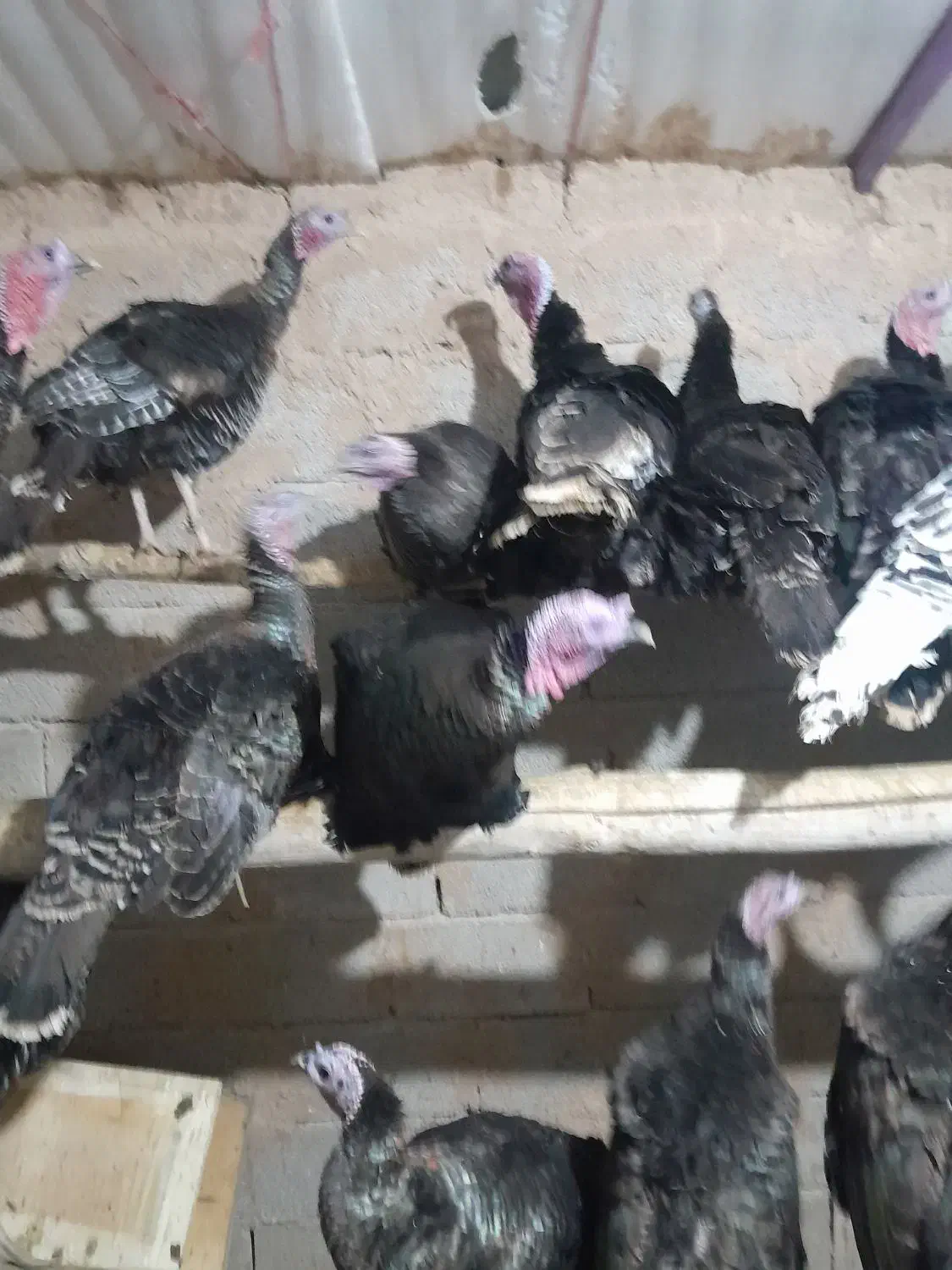 بقلمون  محلی|حیوانات مزرعه|درگزین, |دیوار