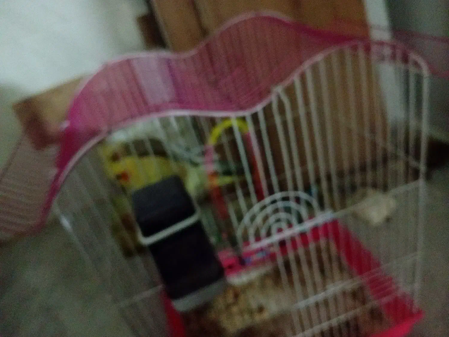 پرنده عروس هلندی|پرنده|کرج, حیدرآباد|دیوار