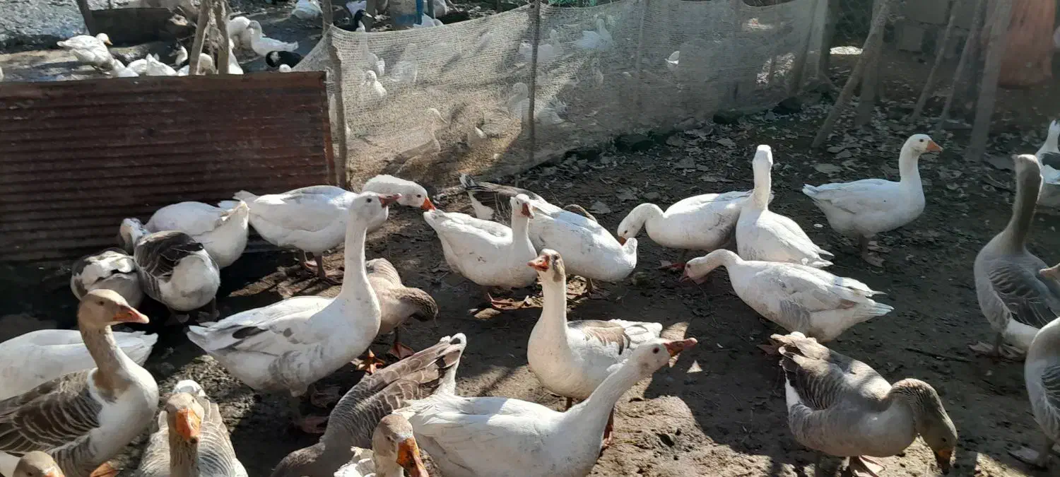 غاز محلی پرواری|حیوانات مزرعه|طاهرگوراب, |دیوار