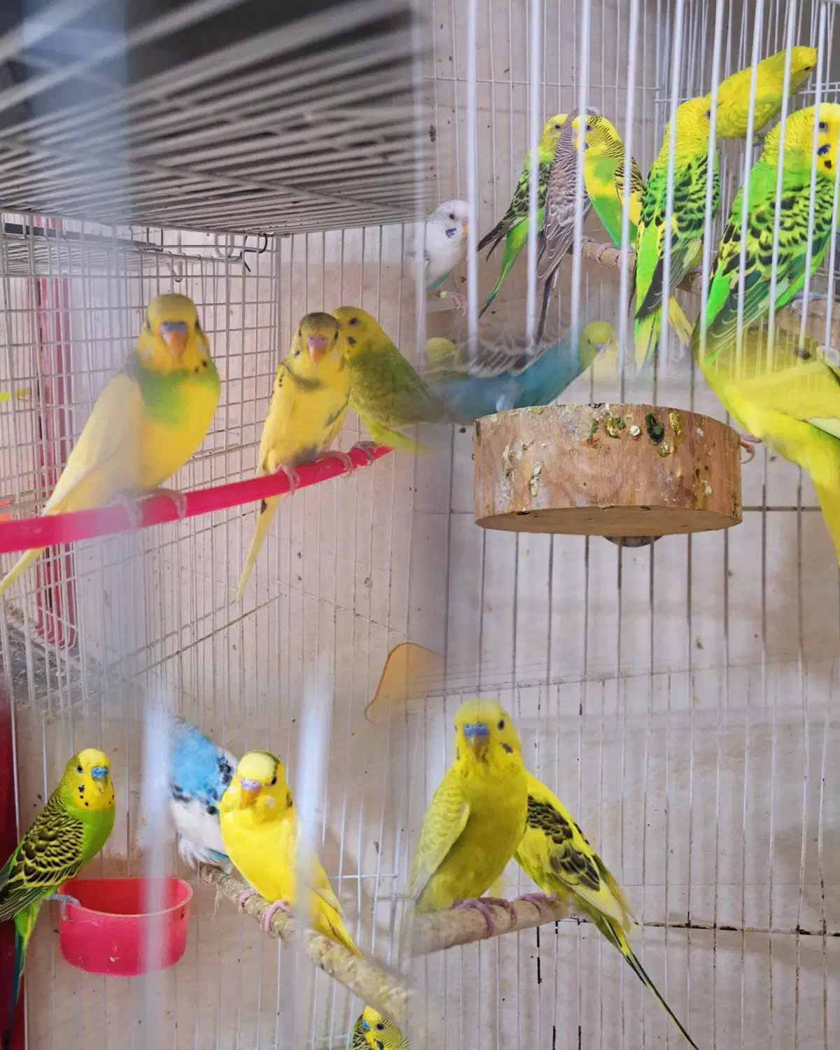 انواع پرنده ‌مرغ‌عشق کوتوله‌عروس متو قناری‌گرینچیک|پرنده|سراوان, |دیوار