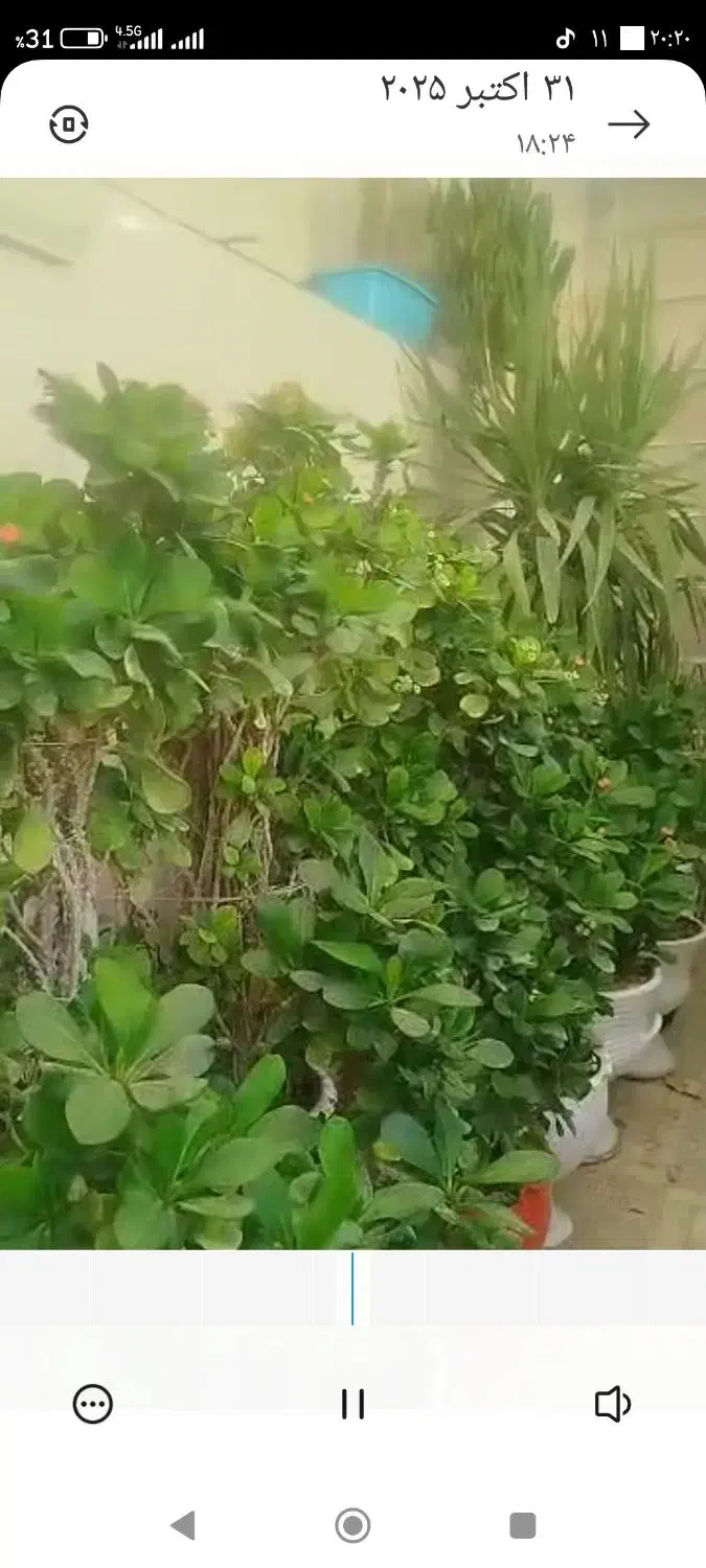 گل و گیاه|گل و گیاه طبیعی|کازرون, |دیوار