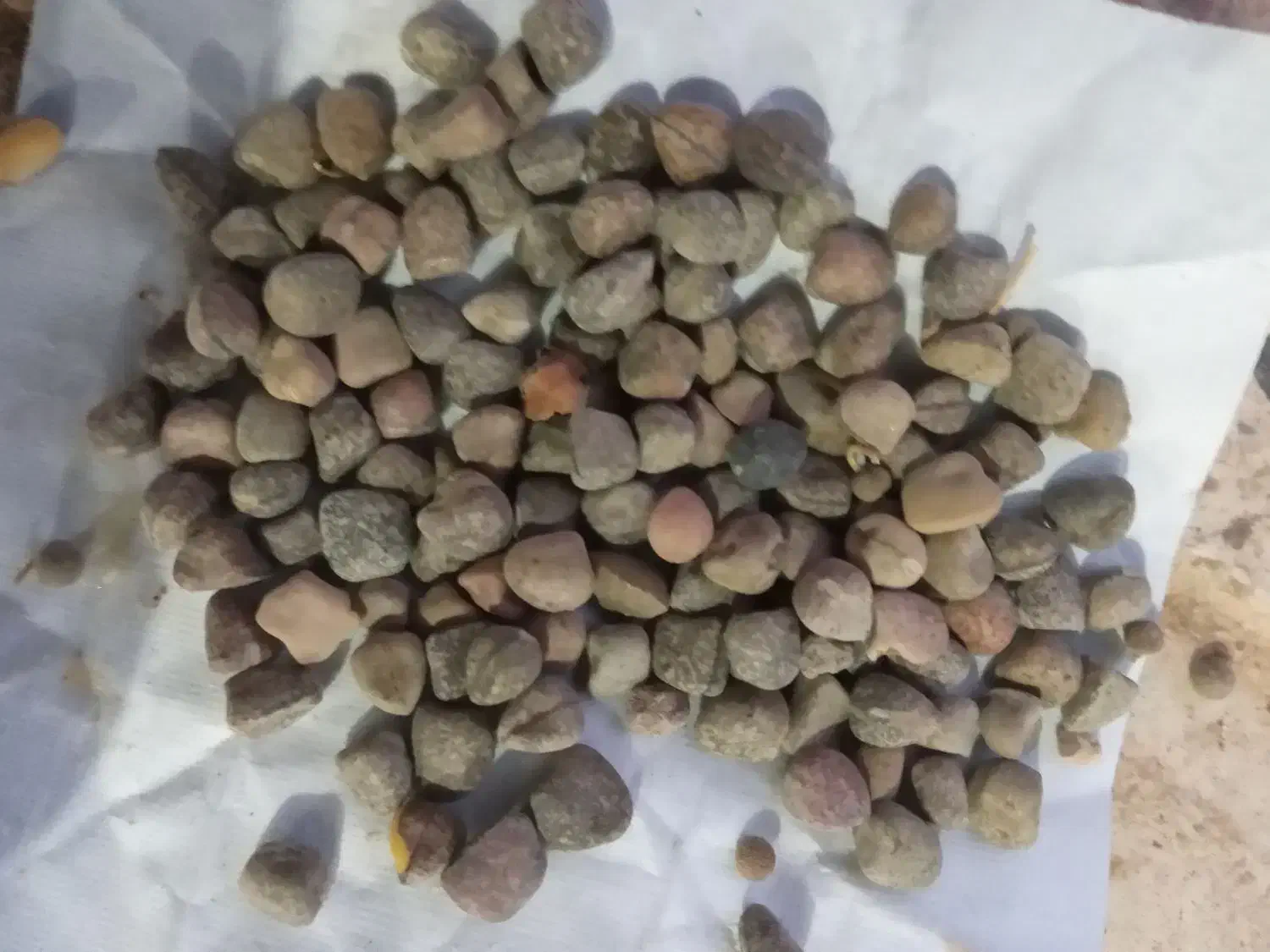 گرگرو تمیز و درشت|گل و گیاه طبیعی|کوهدشت, |دیوار