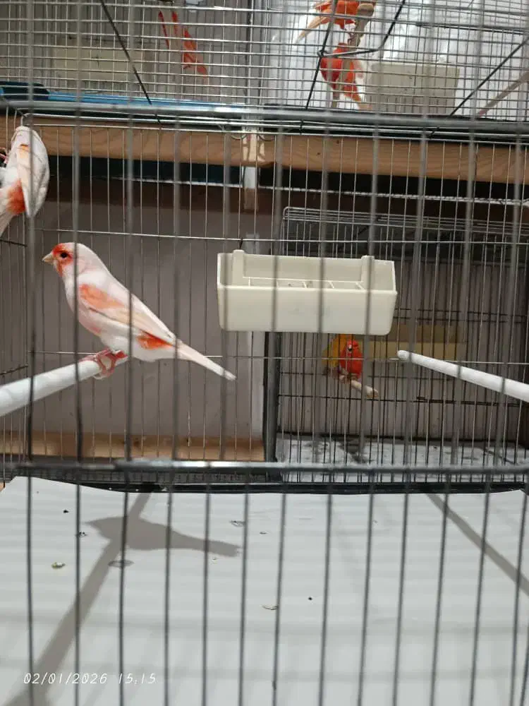 قناری رنگی|پرنده|رباط‌کریم, شترخوار|دیوار