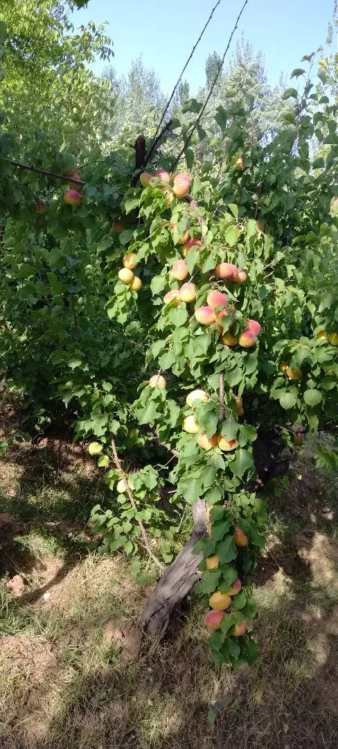 فروش باغ۷۰۰متری در مجن|فروش زمین و ملک کلنگی|بسطام, |دیوار