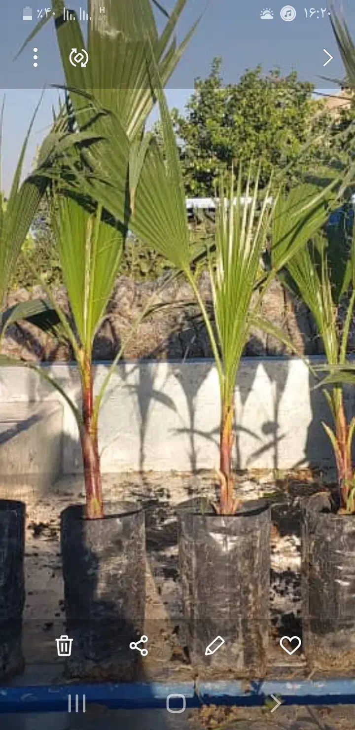 گلخانه|خدمات باغبانی و درختکاری|مسجد سلیمان, |دیوار